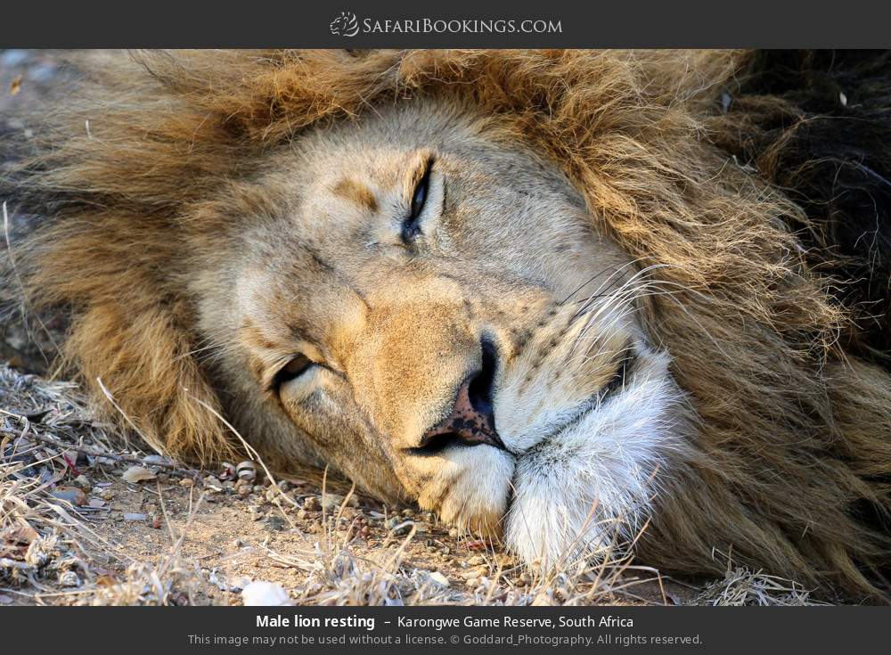 Male lion resting in Karongwe Private Game Reserve, South Africa